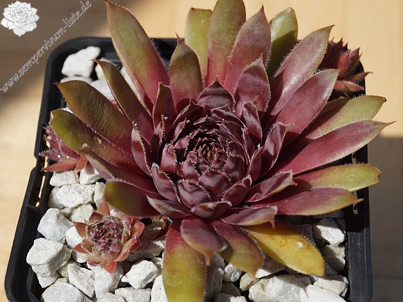 Devon Jewel | Sempervivum-Liste